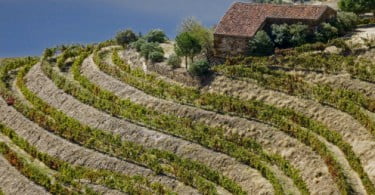 IVDP protege origem Porto e Douro na Índia