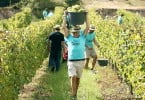 Amigos da Quinta do Gradil produzem edição limitada de 1000 garrafas