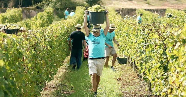 Amigos da Quinta do Gradil produzem edição limitada de 1000 garrafas