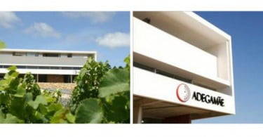 Riberalves investe 5M no setor vitivinícola com projeto Adega Mãe