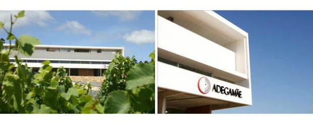 Riberalves investe 5M no setor vitivinícola com projeto Adega Mãe