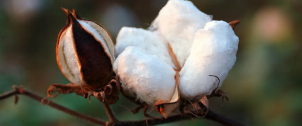 C&A é o maior comprador de algodão orgânico