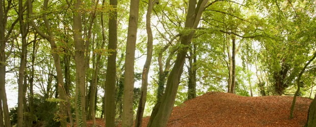 Água Serra da Estrela e IKEA já plantaram 32 mil árvores