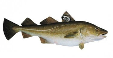 Bacalhau em degustação nas lojas da Makro