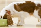 DIA já tem linha de produtos para animais de estimação