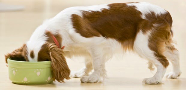 DIA já tem linha de produtos para animais de estimação