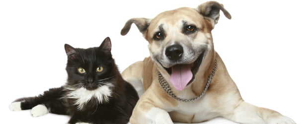 Mar Shopping comemora Dia do Animal com demonstração cinotécnica