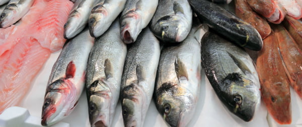 Portugal e Espanha assinam acordo bilateral de Pescas