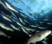 Comissão propõe nova avaliação à pesca de bacalhau