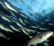 Recupera&ccedil;&atilde;o de bacalhau com altera&ccedil;ões