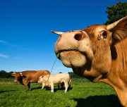 Carne bovina francesa lan&ccedil;a marca comum