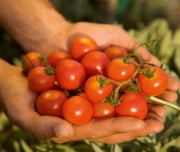 Sonae apoia produtores portugueses