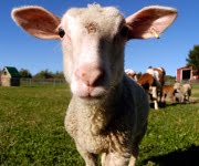 Comiss&atilde;o Europeia propõe suspens&atilde;o da clonagem para produ&ccedil;&atilde;o de alimentos