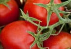 Produção da Sugal no Chile cresceu 38%