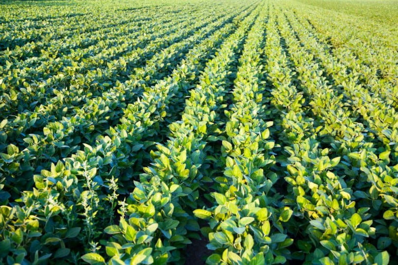 agricultura