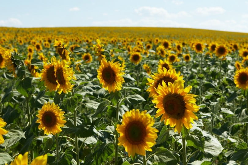 campo de girassóis