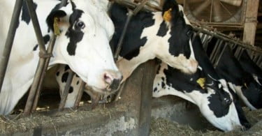 vacas leiteiras no curral Vida Rural