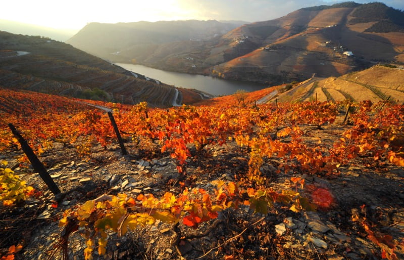 Quinta Sogrape Vinhos Vida Rural