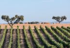 vinhos alentejanos