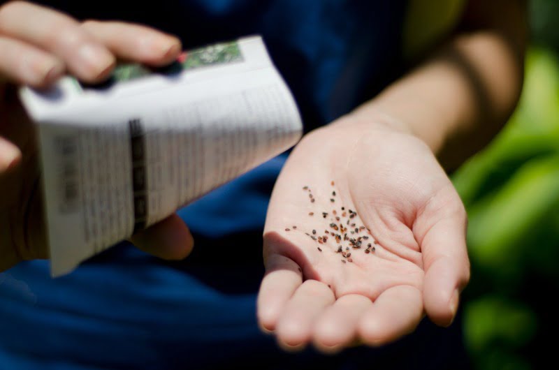 sementes Monsanto Bayer Distribuição Hoje