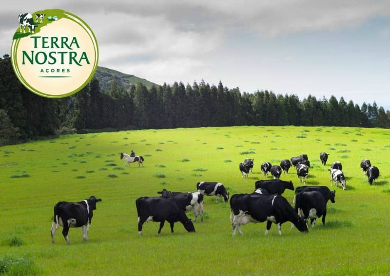 Instagram da Terra Nostra