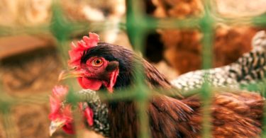 Nestlé reforça compromisso com o bem-estar de galinhas utilizadas na produção alimentar