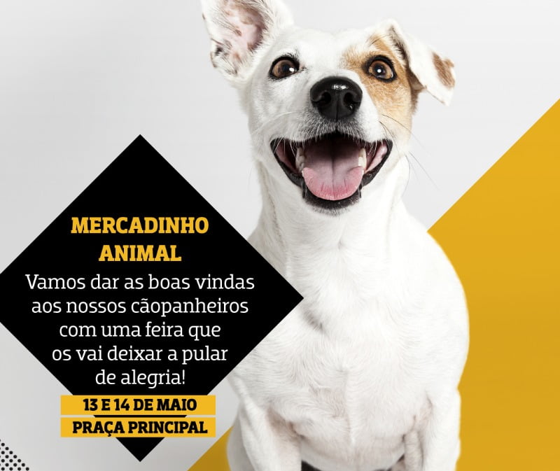 cão Alegro Alfragide Distribuição Hoje