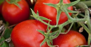 Produção de tomate da Sugal já representa cerca de 5% da produção mundial