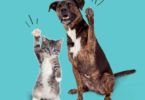 Novo projeto de responsabilidade do Intermarché vai ajudar animais