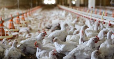 França proíbe venda de ovos de galinhas criadas em gaiolas