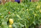 agricultura