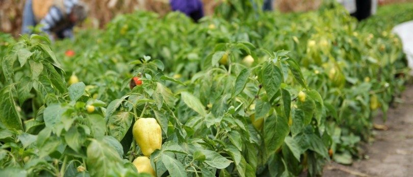 agricultura