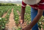 Colaboradores da C&A apoiam desenvolvimento sustentável com 1 M€