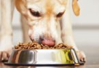 Vendas de pet food atingem 322 M€ em Portugal