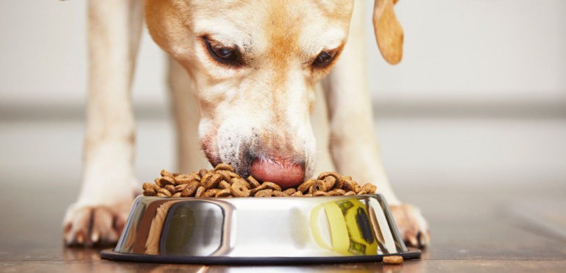 Vendas de pet food atingem 322 M€ em Portugal