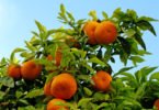 Continente vai comprar 10 mil toneladas de laranja do Algarve