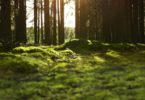 IKEA planta 1.750 árvores no Pinhal de Leiria