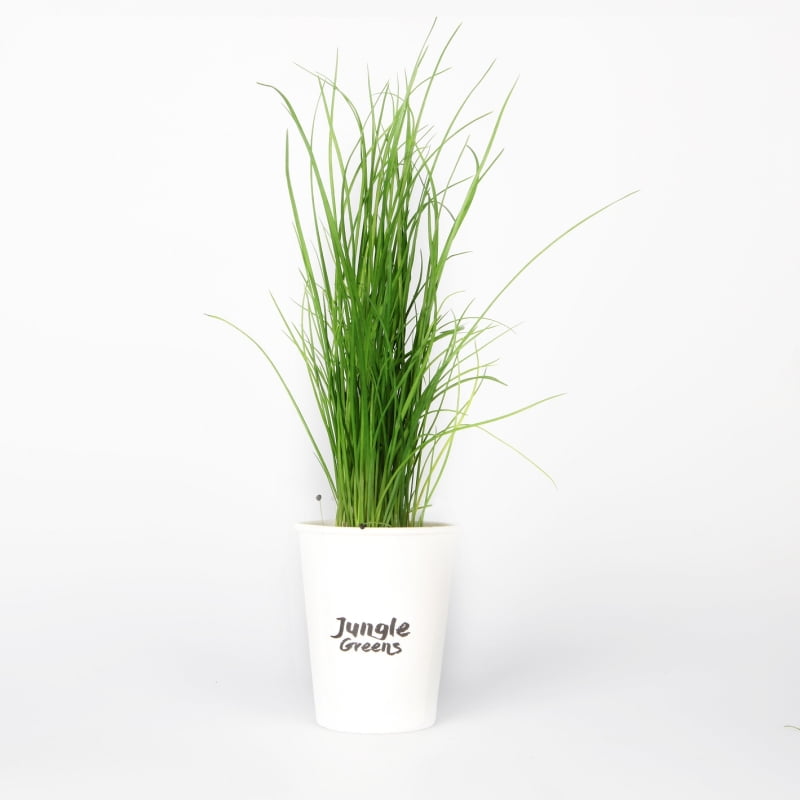 Auchan apresenta “verdes” sem quilómetros 