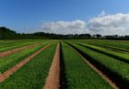 Vitacress testa o uso de algas como fertilizante orgânico