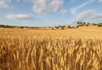 agricultura