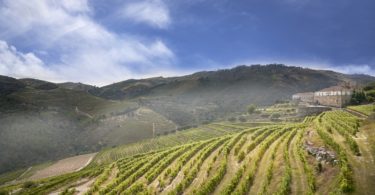 Nasce a Kranemann Wine Estates
