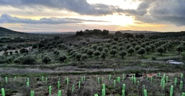 Vinhos do Alentejo contribuem para a reflorestação