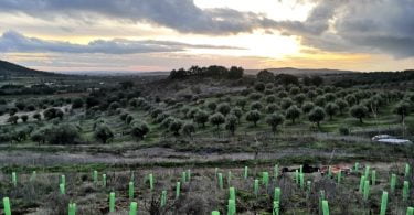 Vinhos do Alentejo contribuem para a reflorestação