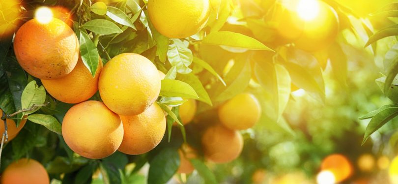 UE produz 6,5 milhões toneladas de laranja em 2018