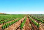 Vendas dos Vinhos do Alentejo aproximam-se das 120 milhões garrafas