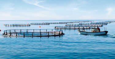 Sonae_MC_Aquacultura