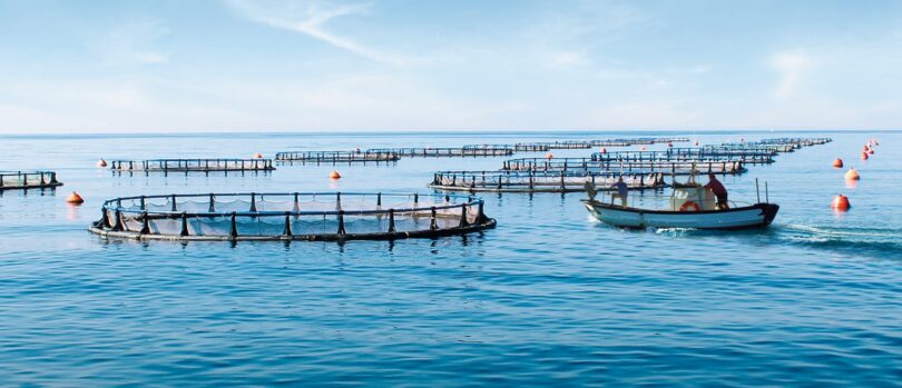 Sonae_MC_Aquacultura
