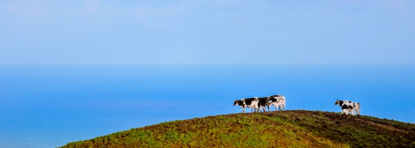 Acores_leite_embargo