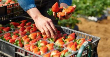 A retalhista Mercadona comprou mais de 150 toneladas de morango nacional em 2020, através de uma colaboração com a Sudoberry.