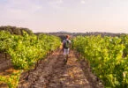 Os vinhos portugueses foram mais exportados em janeiro e fevereiro deste ano, em comparação ao mesmo período de 2020.
